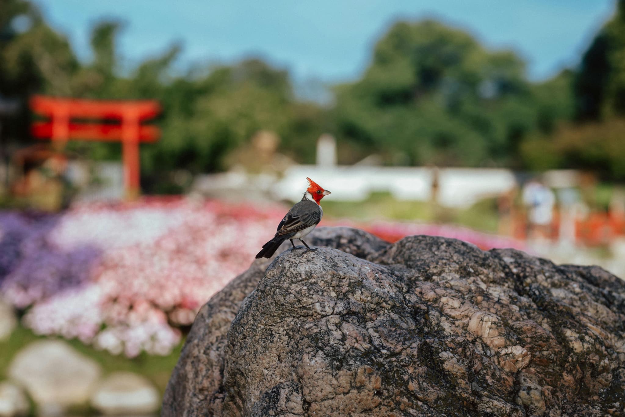 bird-1