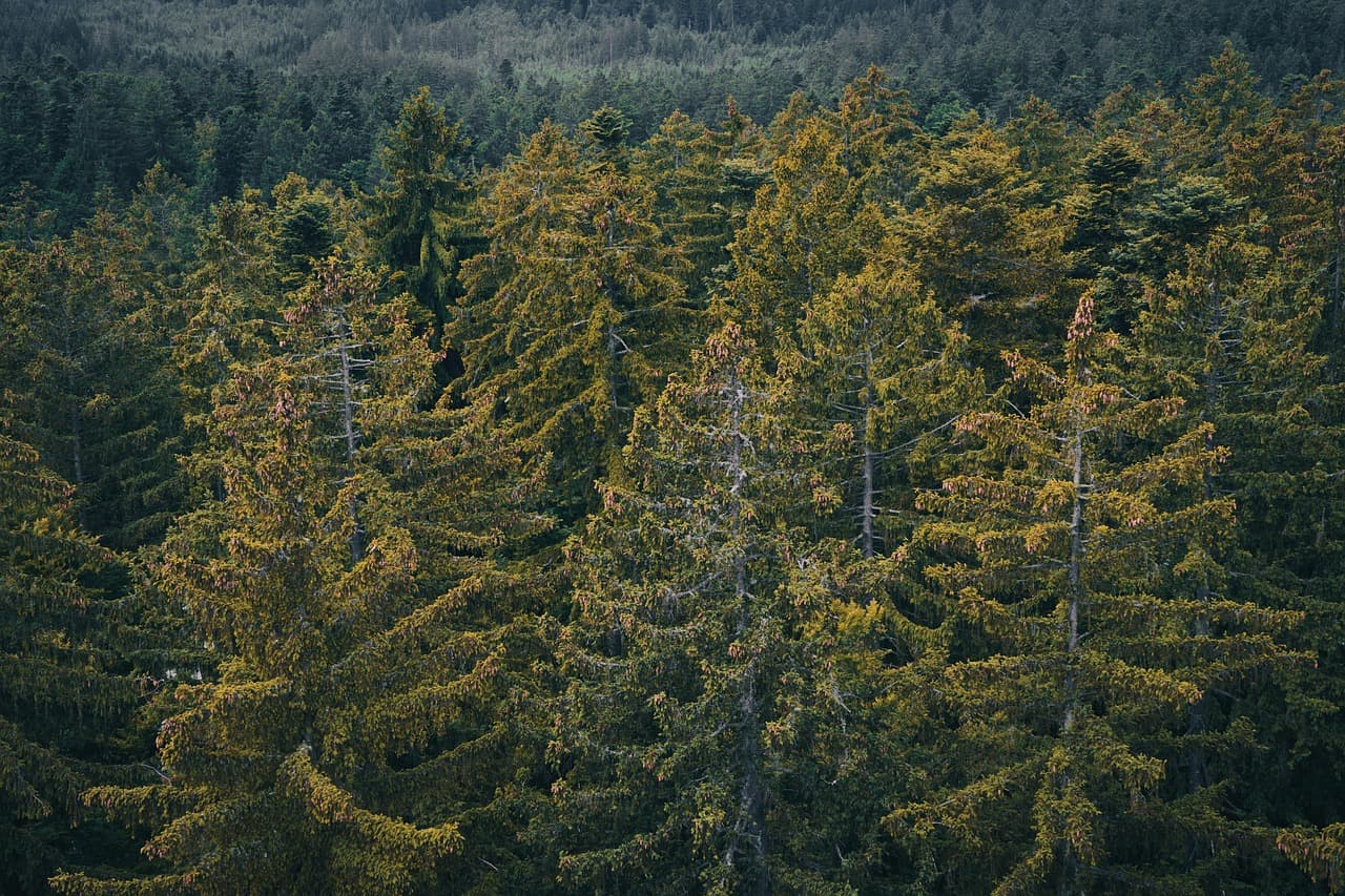 forest-1