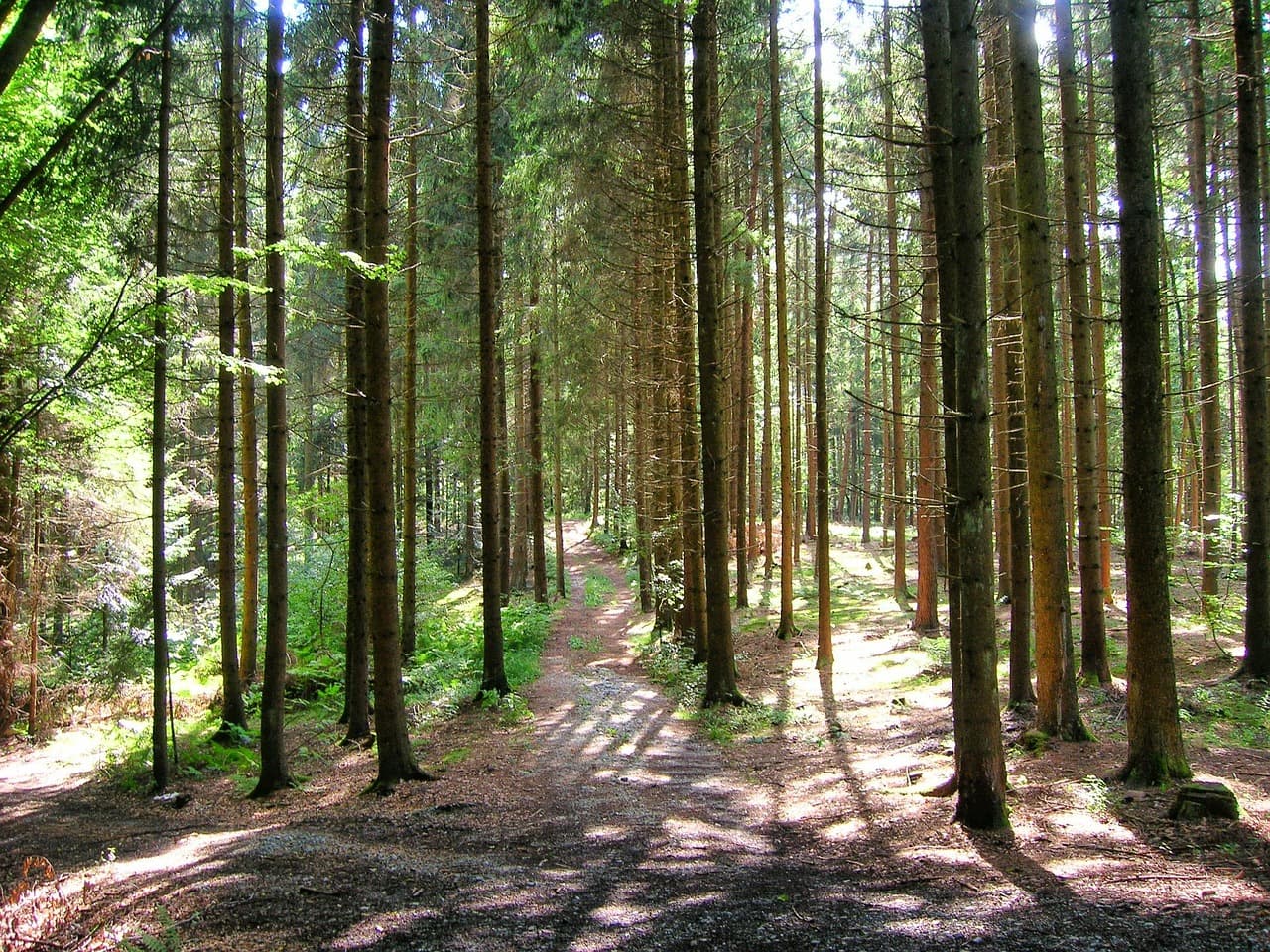 forest-1