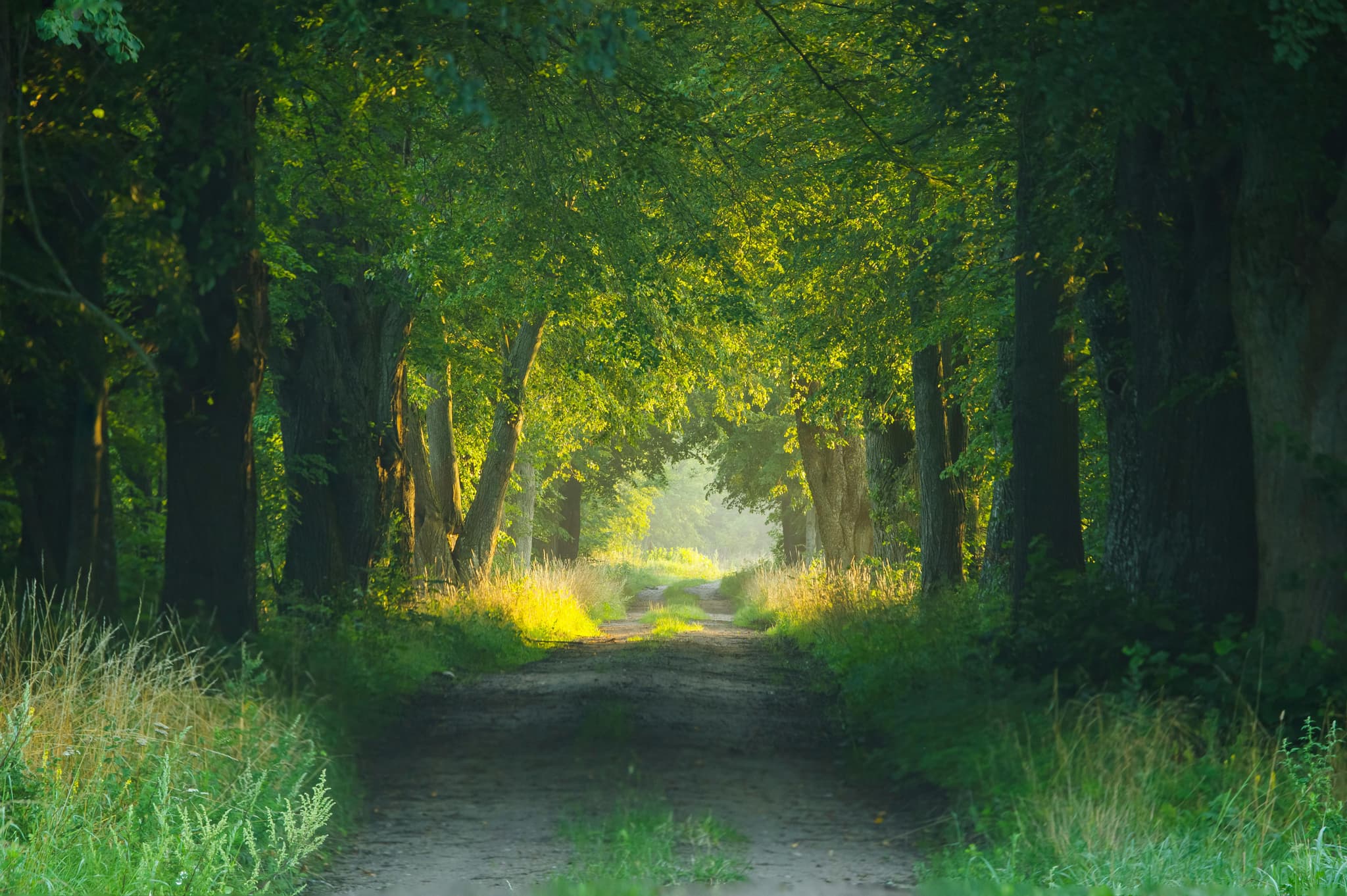 forest-1